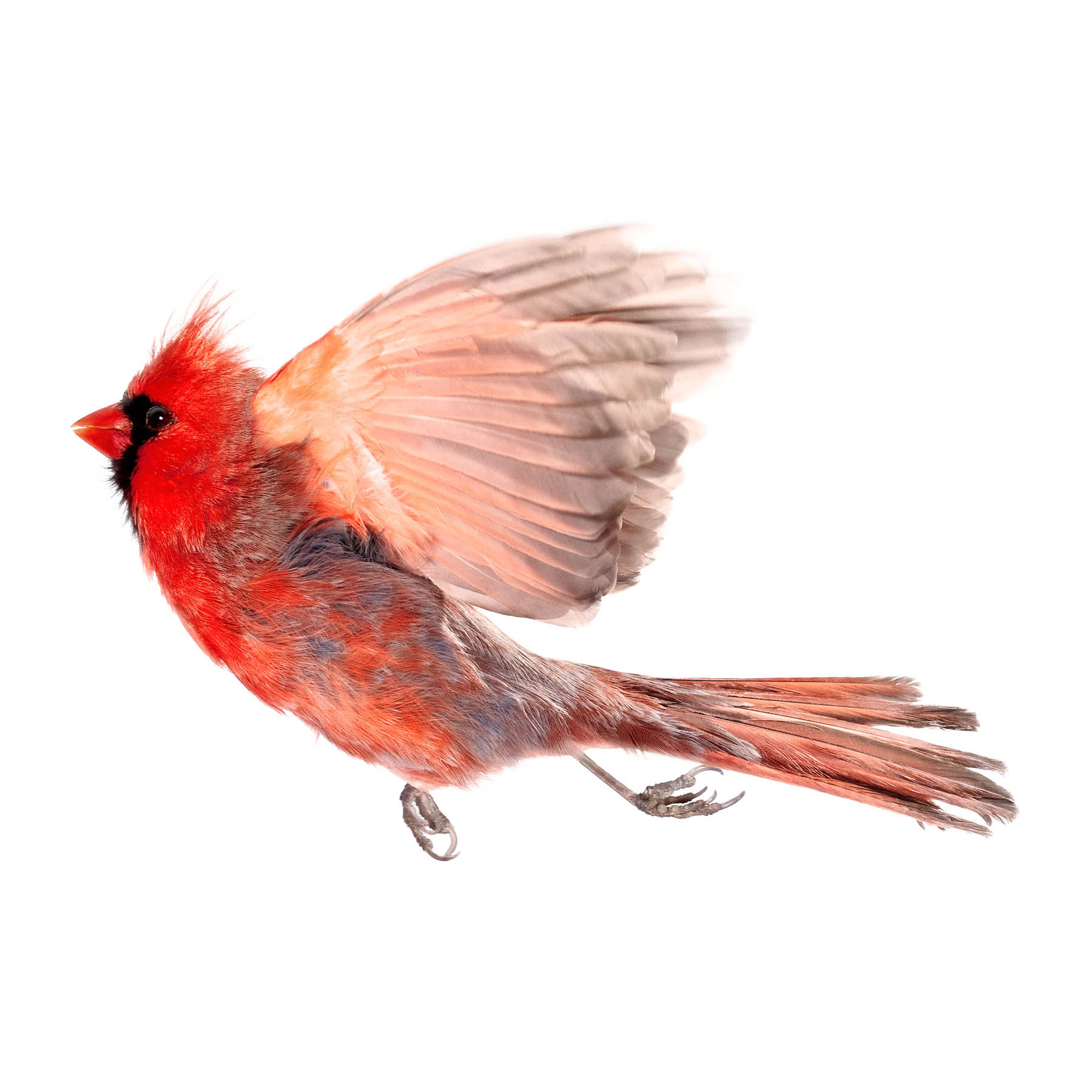 Northern Cardinal 001 Art Print Wild Birds Flying