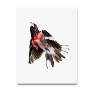 Rose-breasted Grosbeak_001 Art Print - Wild Birds Flying