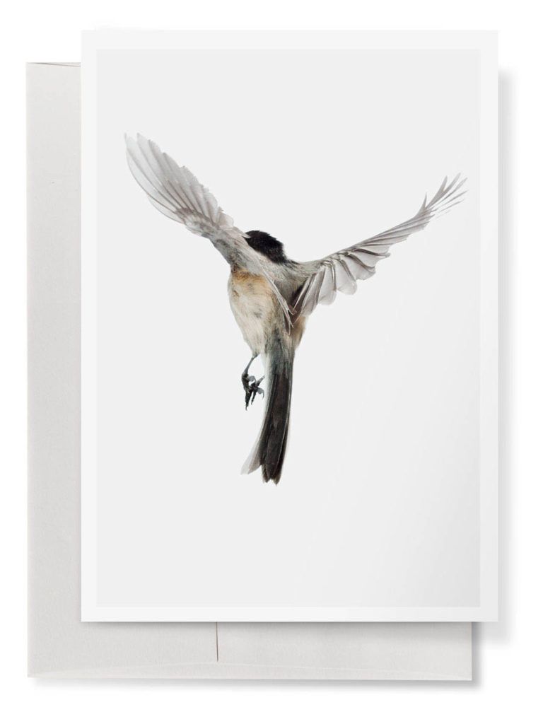 Chickadee Back 5 By 7 Greeting Card Wild Birds Flying