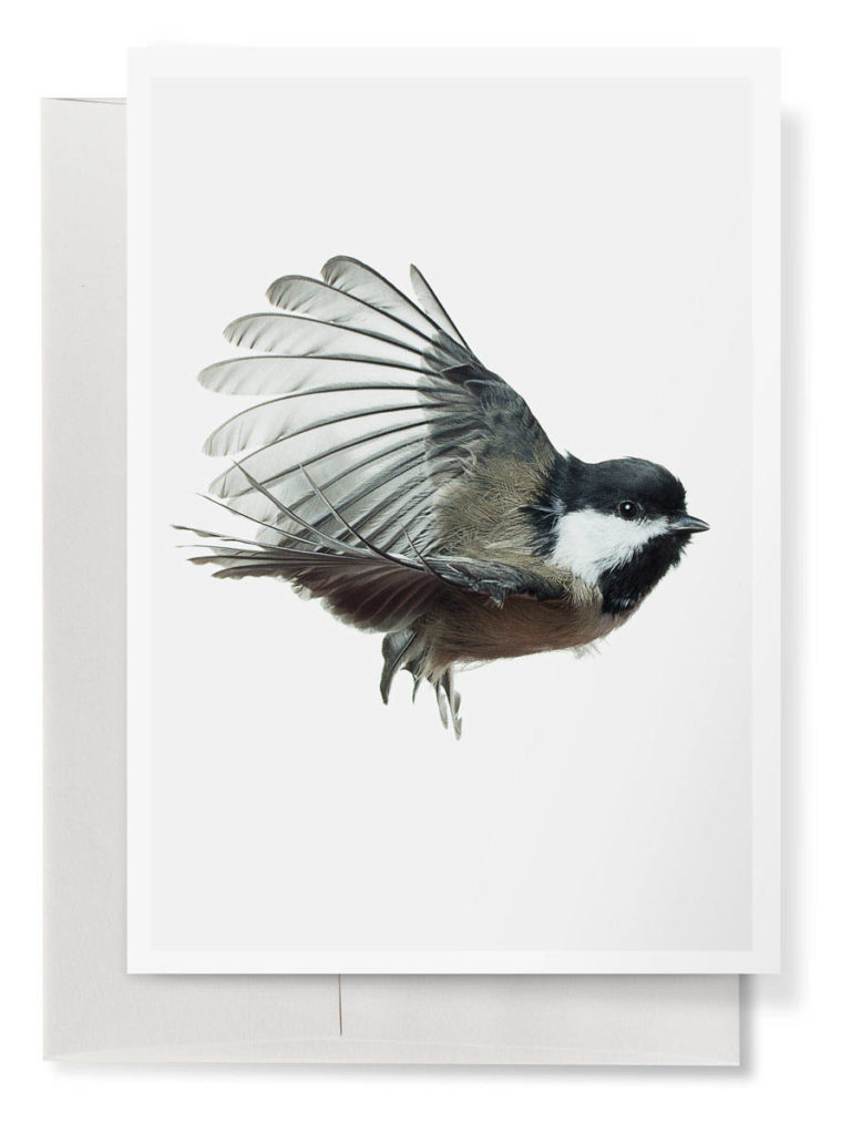 Chickadee Front 5