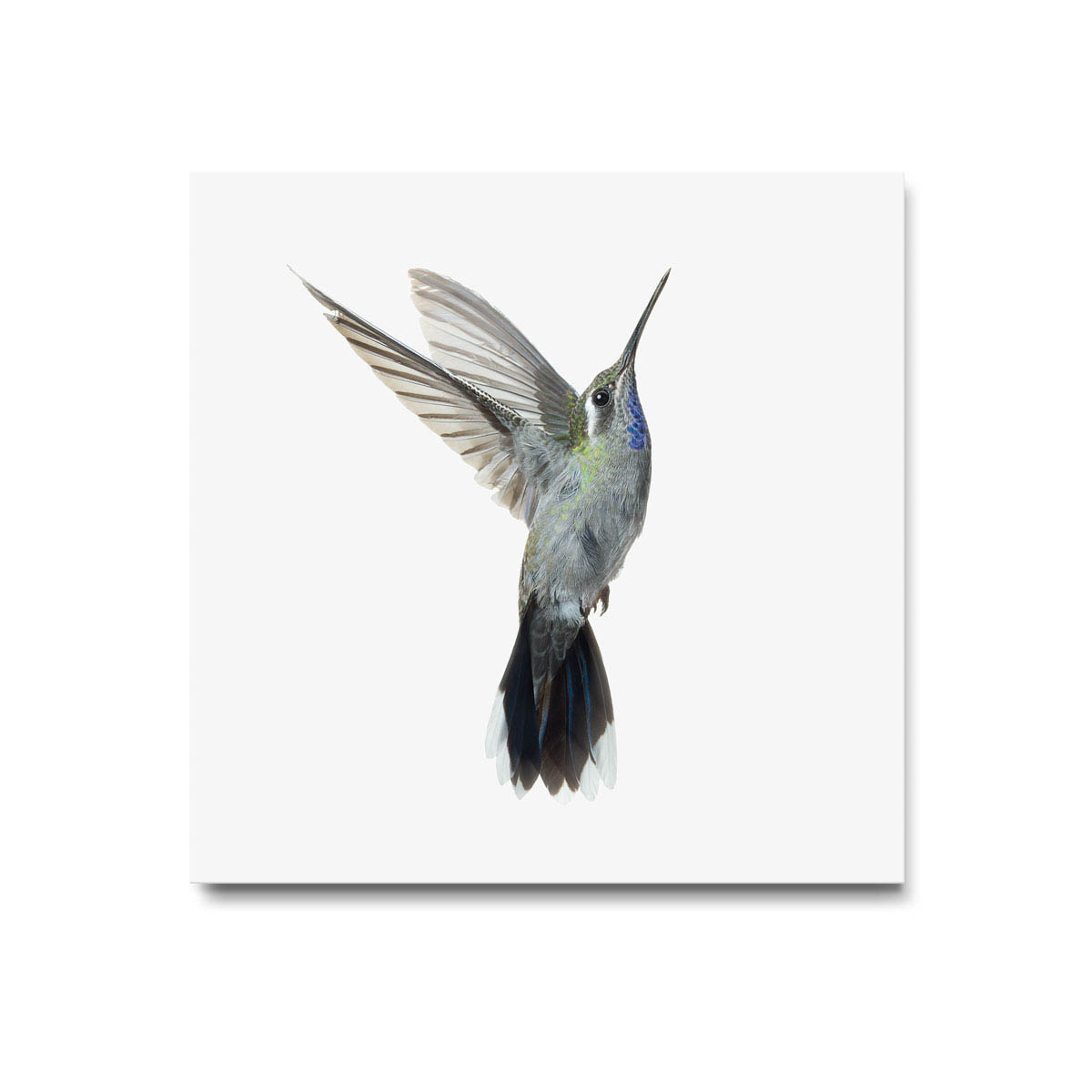 Blue-Throated Hummingbird Art Print - Wild Birds Flying