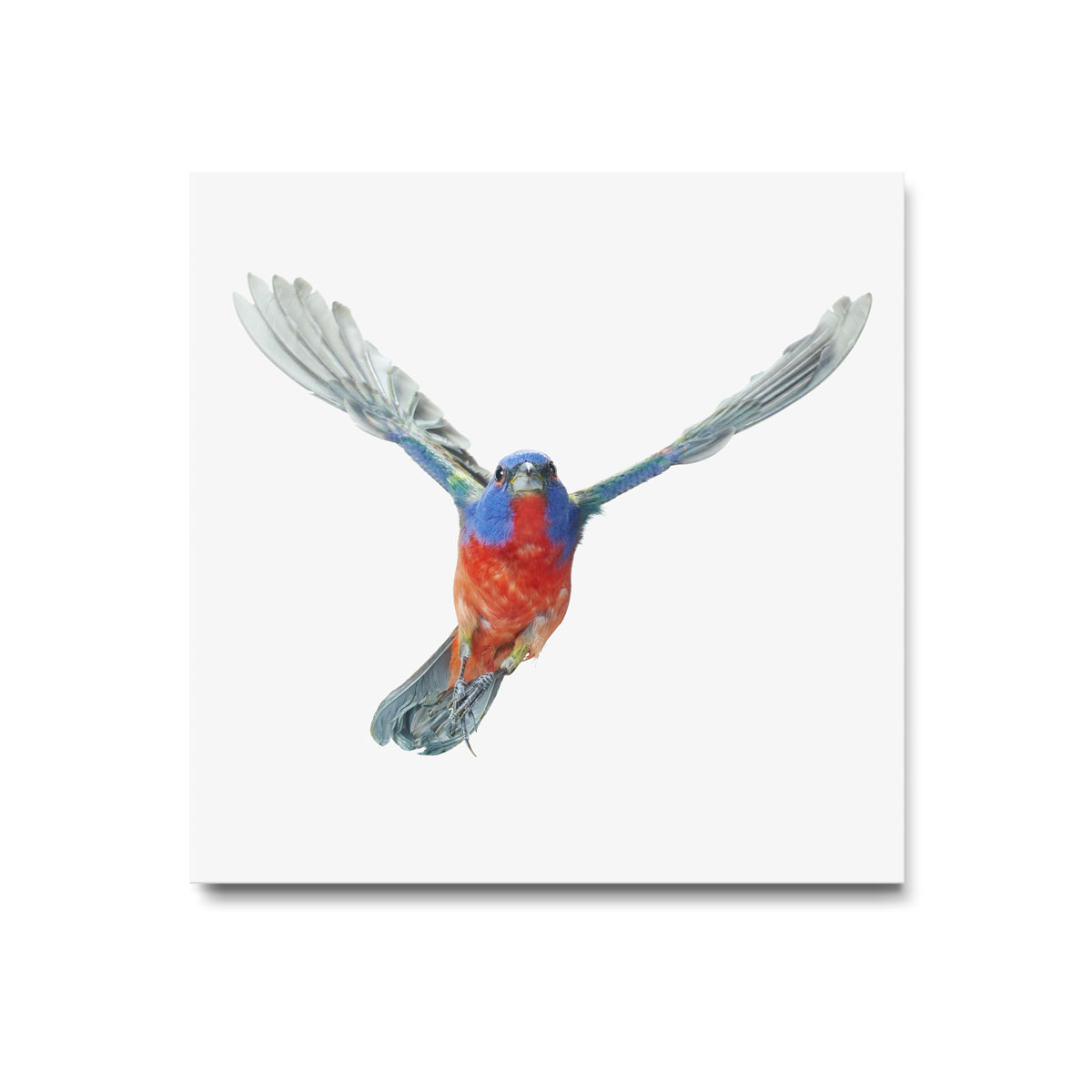 Painted Bunting Art Print - Wild Birds Flying